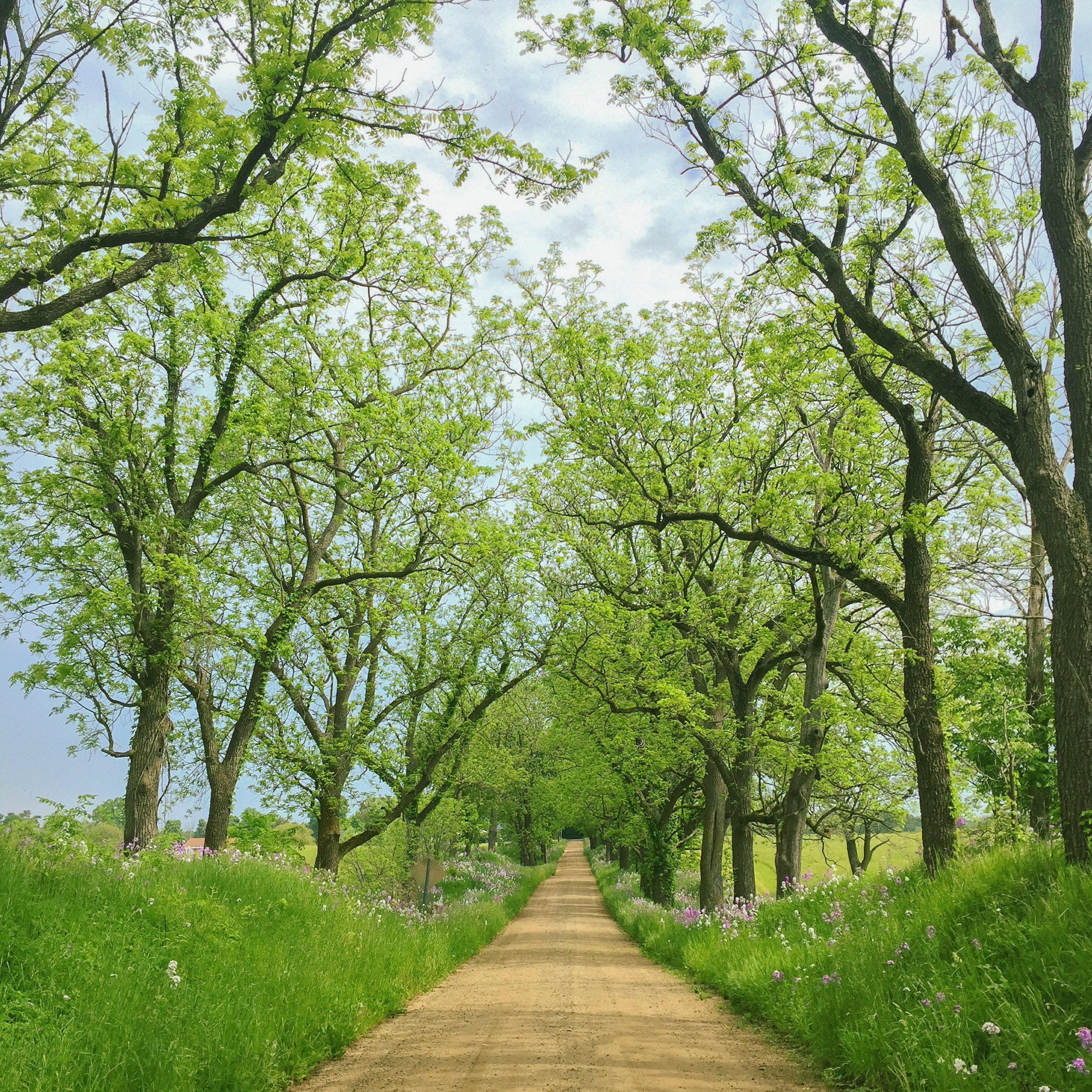 beautiful-countryside-dirt-road-3026888